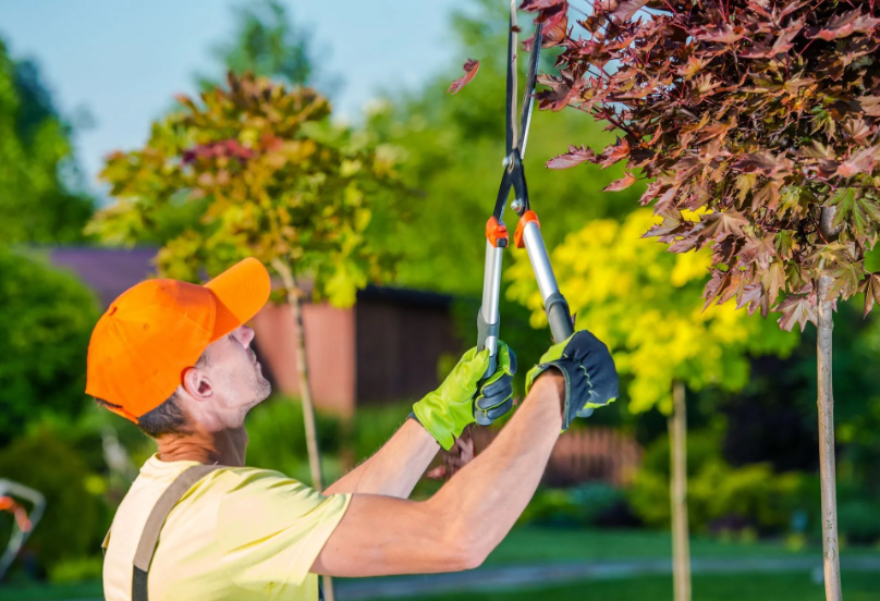 Benefits of Regular Tree Pruning and Trimming for Your Yard