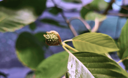 What Mitragyna Speciosa Actually Is, and Why the Extract Form Has Drawn Particular Scrutiny