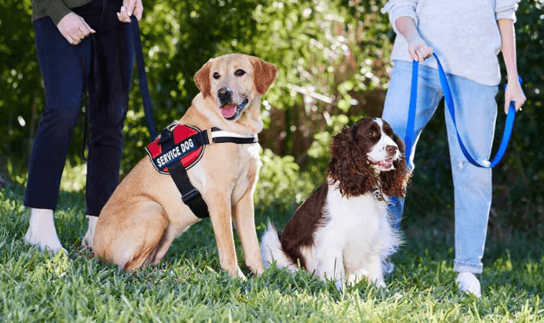 Emotional Support Dog Certification for Free
