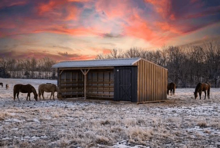 Run-In Sheds vs Full Barns