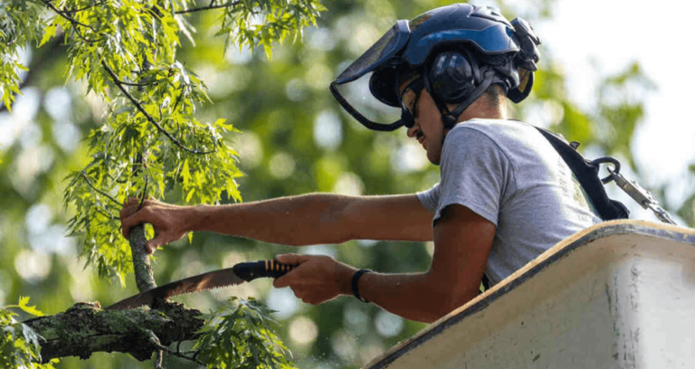 When a Battle Creek Tree Has to Come Down, Reading the Signs Before It Becomes an Emergency