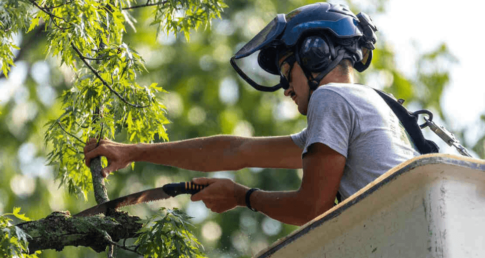 When a Battle Creek Tree Has to Come Down, Reading the Signs Before It Becomes an Emergency
