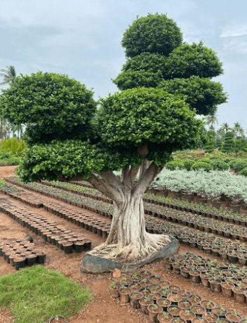 Chinese Ficus 101: Why This Variety Dominates Landscaping Across Asia and Beyond