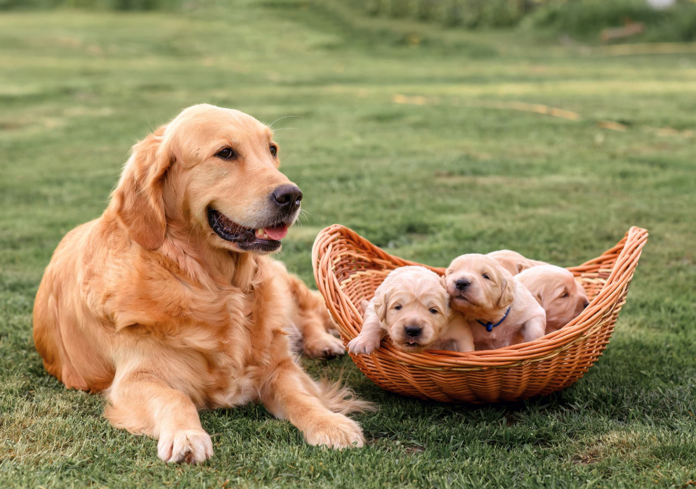 Golden Retriever for Sale in California: What Is the Buying Process?
