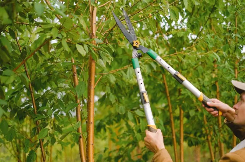 A Complete Guide to Tree Care: Buying, Pruning & Maintenance