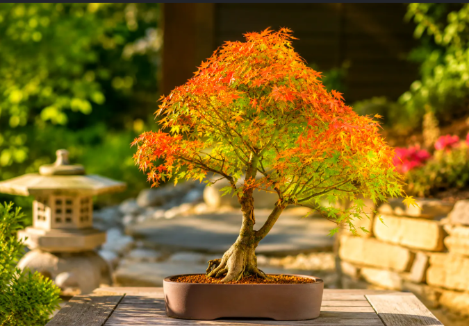 Why a Large Ficus Bonsai Tree Can Transform Premium Outdoor Spaces